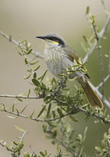 Singing Honeyeater (Gavicalis virescens), Queensland, Australia