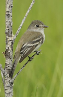 Least Flycatcher (Empidonax minimus), Alberta, Canada