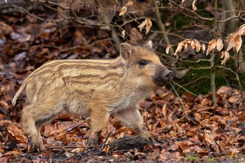 Wild boar (Sus scrofa), fresh boar, Melle, Lower Saxony, Germany