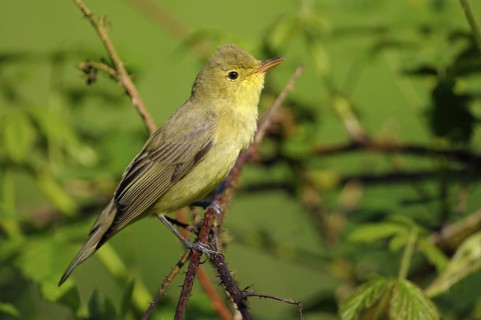 Gelbspoetter (Hippolais icterina), Icterine Warbler, Maennchen zur Balzzeit, Mai, NSG Dingdener