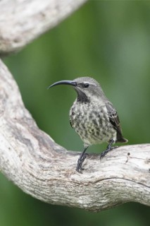 Amethyst sunbird, Chalcomitra amethystina
