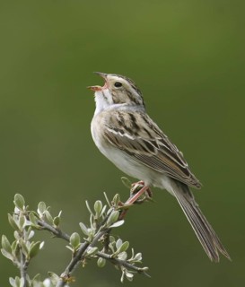 Clay-colored Sparrow (Spizella pallida) singing, Saskatchewan, Canada