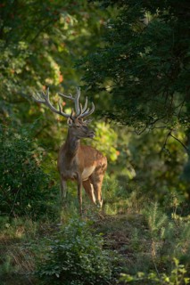 Red Deer (Cervus elaphus) stag standing in dense deciduous forest, Netherlands