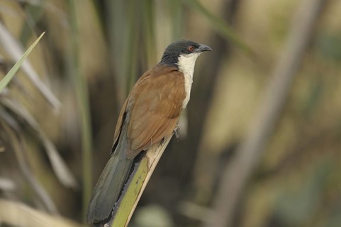 Senegal Coucal (Centropus senegalensis), Gambia