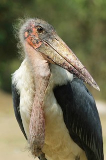 Marabou Stork (Leptoptilos crumenifer), Uganda