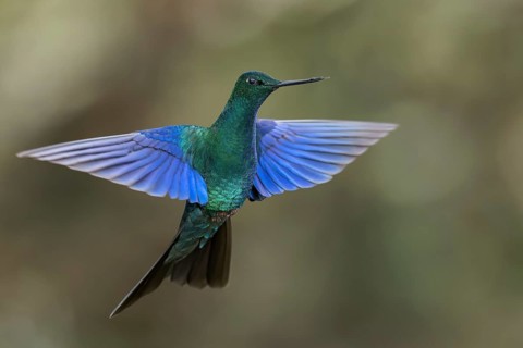 Great Saphirewing (Pterophanes cyanopterus) flying while feeding at a flower in the Andes Mountains
