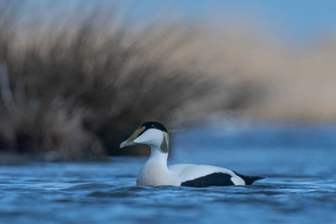 Common Eider (Somateria mollissima) male, Schleswig-Holstein, Germany
