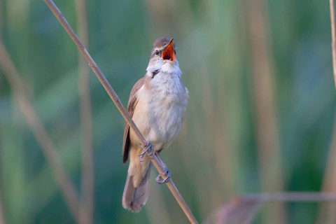 Great Reed Warbler (Acrocephalus arundinaceus) male singing, Saxony, Germany