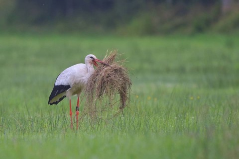 White Stork (Ciconia ciconia) male, North Rhine-Westphalia, Germany