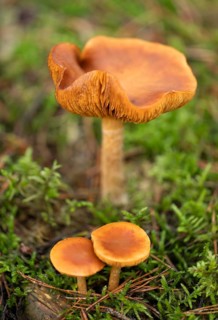 Freckle-gilled gymnopilus (Gymnopilus penetrans) fruiting body, lamellar fungus, low depth of