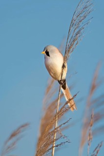 Bearded Reedling (Panurus biarmicus) male, Saxony-Anhalt, Germany