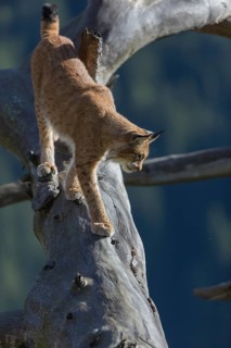 One Eurasian lynx, (Lynx lynx), walking over fallen dead tree with a distant forest in the