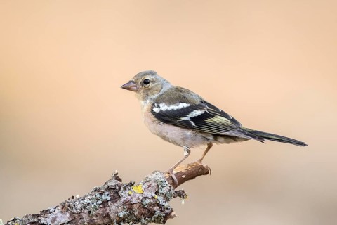 Common Chaffinch (Fringilla coelebs) juvenile, Castile and Leon, Spain