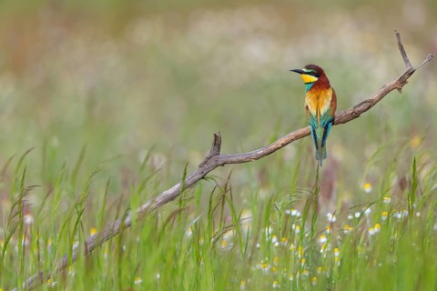 Bee-eater, (Merops apiaster), individual, perch, Tiszaalp-r, Kiskuns-gi National Park, B-cs-Kiskun,
