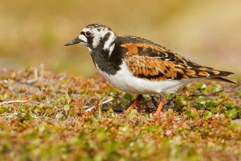 Ruddy Turnstone (Arenaria interpres) perched on the tundra in Nome, Alaska