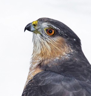 Sharp-shinned Hawk (Accipiter striatus), Saskatchewan, Canada