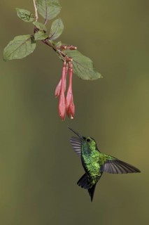 Western Emerald (Chlorostilbon melanorhynchus), Ecuador