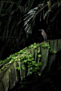 A bare-throated framed by the exuberant vegetation in the canals of Tortuguero National Park. I