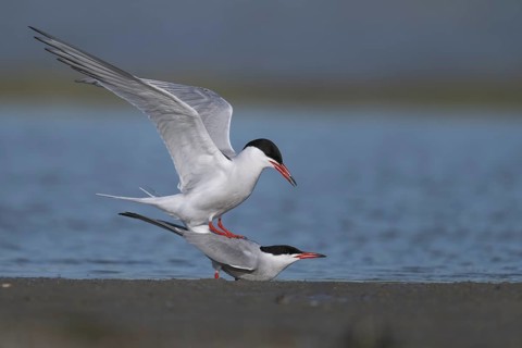 Common Tern (Sterna hirundo), Texel, Netherlands