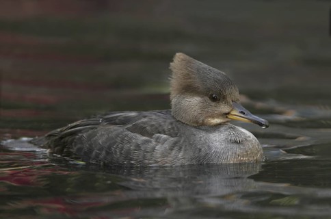 Hooded Merganser (Lophodytes cucullatus) female, California, USA