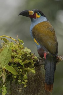 Plate-billed Mountain Toucan (Andigena laminirostris) perched on a branch in the rain, Mindo,