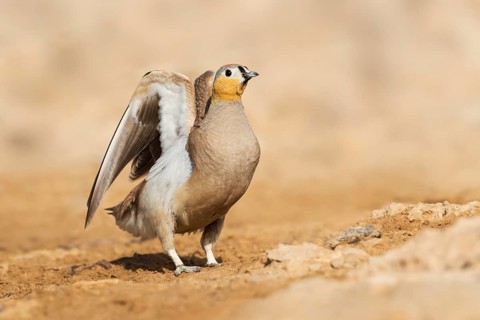 Crowned Sandgrouse (Pterocles coronatus) male, Negev, Israel