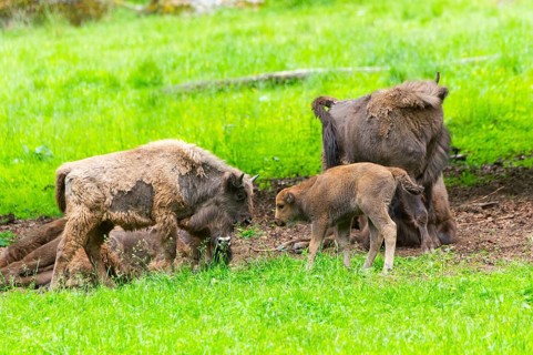 European bison (Bison bonasus) mother with her youngster on a meadow in summer, Bavarian Forest,