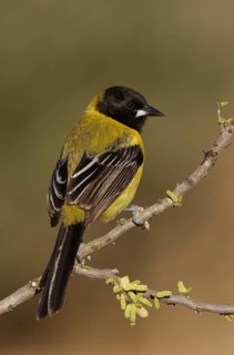 Audubon's Oriole (Icterus graduacauda) female perched on a branch, Texas, USA