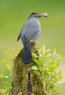 Grey Catbird (Dumetella carolinensis) perched on a stump with a moth in its beak, Texas, USA