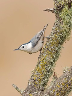 White-breasted Nuthatch (Sitta carolinensis) perched on a branch, Colorado, USA