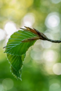 Delicate awakening - fresh beech leaves in the spring light. Beech leaves after new shoots in