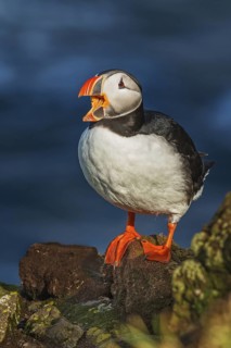 Atlantic Puffin (Fratercula arctica) on cliff, Iceland