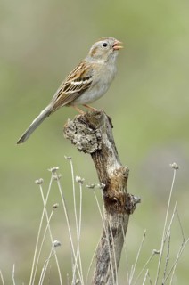 Field Sparrow (Spizella pusilla) singing, Texas, USA