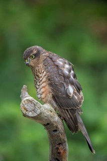 Eurasian Sparrowhawk (Accipiter nisus) female, Wales, United Kingdom