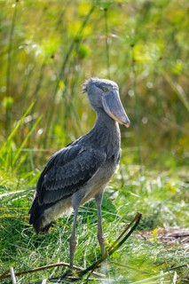 Shoebill (Balaeniceps rex), juvenile, swamps of Mabamba, Lake Victoria, Uganda