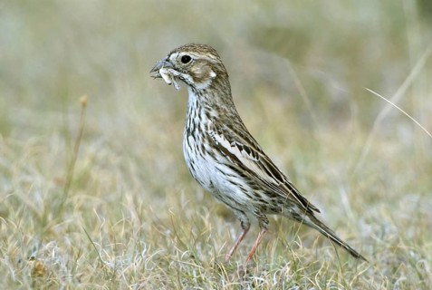 Lark Bunting Calamospiza melanocorys Pawnee National Grasslands, COLORADO, United States June Adult