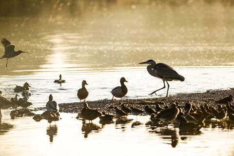 Grey Heron, Ardea cinerea, bird in winter on marshes in winter soft morning light
