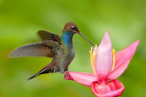 Hummingbird with flower. Rufous-gaped Hillstar, Urochroa bougueri, on ping flower, green and yellow