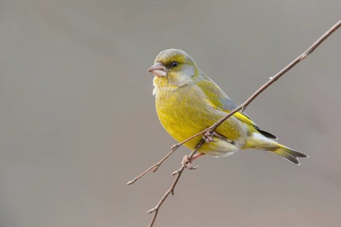 European Greenfinch (Chloris chloris) male perched on a branch, Poland