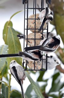 Long-tailed tits (Aegithalos caudatus) eating tit dumplings in winter, Schleswig-Holstein, Germany