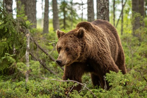 Brown Bear (Ursus arctos), on forest, Kainuu, Finland