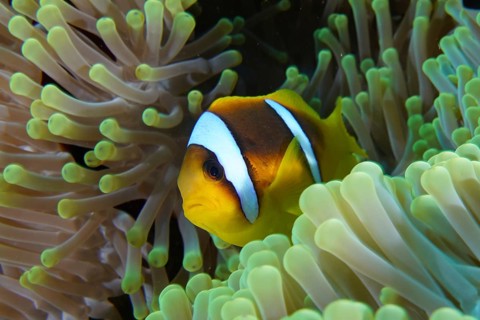 Red sea anemonefish (Amphiprion bicinctus)