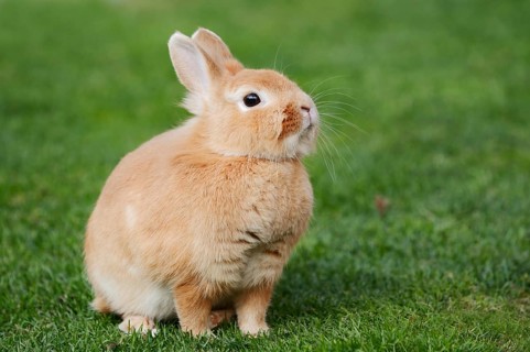Dwarf rabbit (Oryctolagus cuniculus forma domestica) in a meadow, North Rhine-Westphalia, Germany