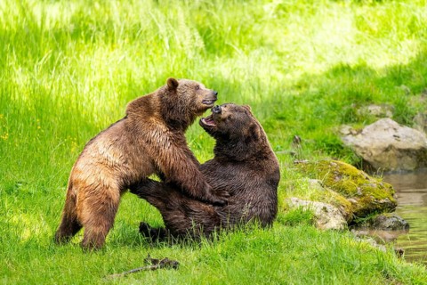 Eurasian brown bear (Ursus arctos arctos) playing with each other on a meadow, Bavarian Forest,