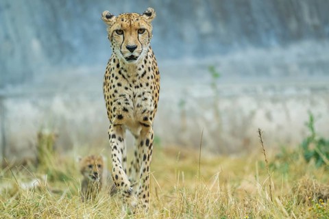 Cheetah (Acinonyx jubatus) mother with her youngster, captive, occurrence Africa