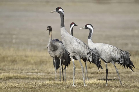 Common Crane (Grus grus), Laguna de Gallocanta, Spain