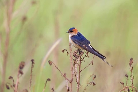 Rufous Swallow, (Cecropis rufula), Animals, Bird, Birds, Swallow, Swallow family, Lesbos, Greece