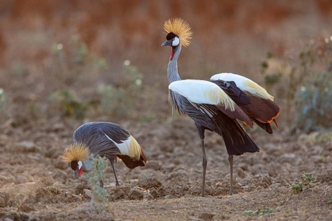 Crowned Crane (Balearica regulorum) and Worthog searching food South Luangwa NP Zambia August