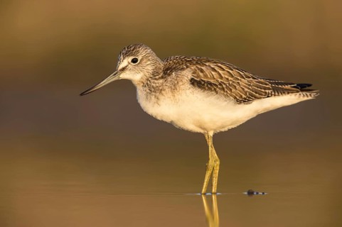 Common Greenshank (Tringa nebularia) foraging, Poland