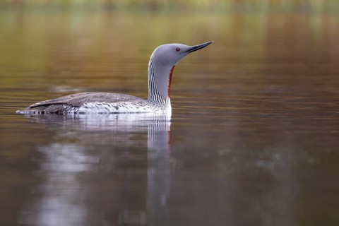 Red-throated diver (Gavia stellata) in breeding plumage on a lake in Sweden, Knuthöjdsmossen,
